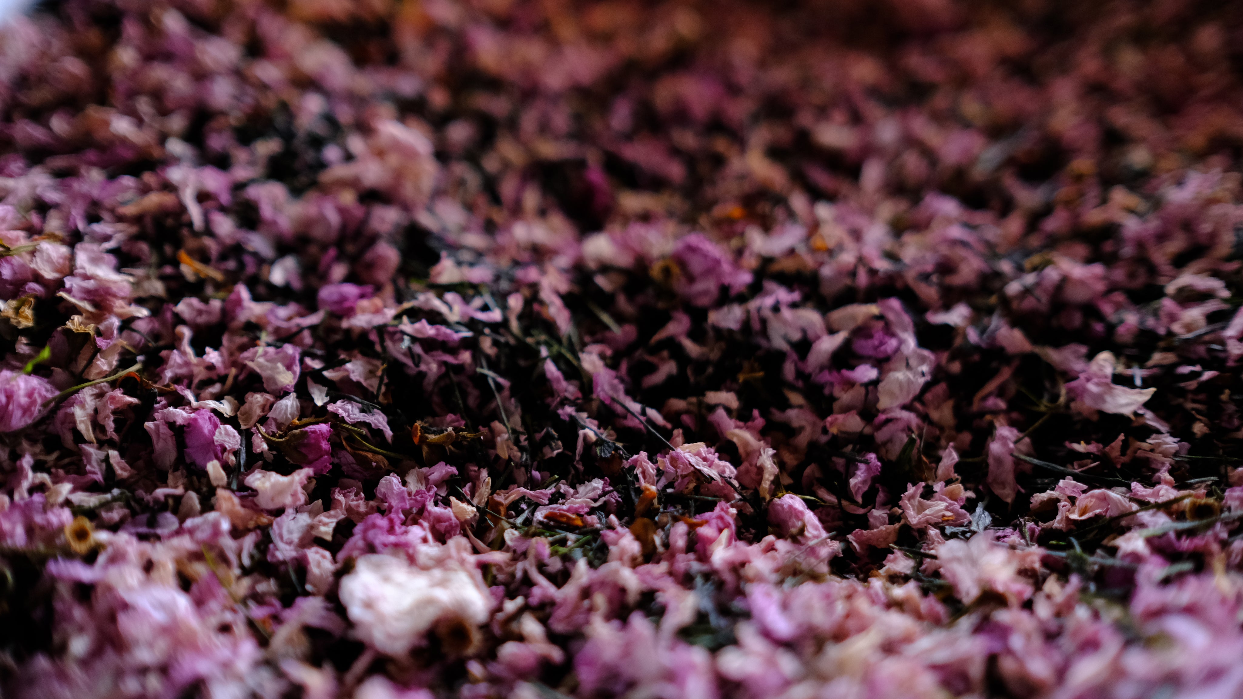 blend tea　桜見hanami